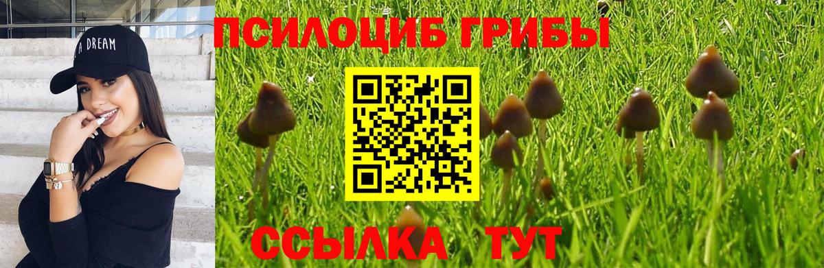 Псилоцибиновые грибы мицелий Кингисепп